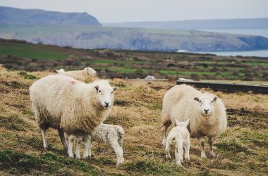 Constantes fisiológicas en animales domésticos, plan de vacunación para bovinos